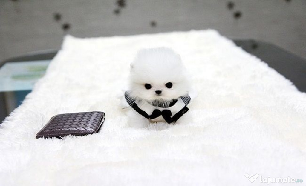 Pomeranian Ursuleț boo