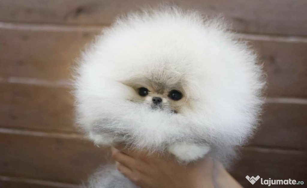 Pomeranian teeacup mini toy