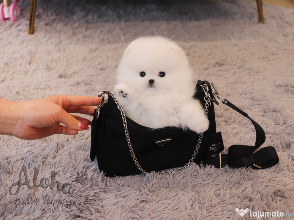 Pomeranian boo puppy mini