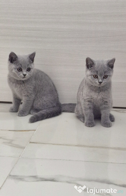 British shorthair băiețel și fetiță