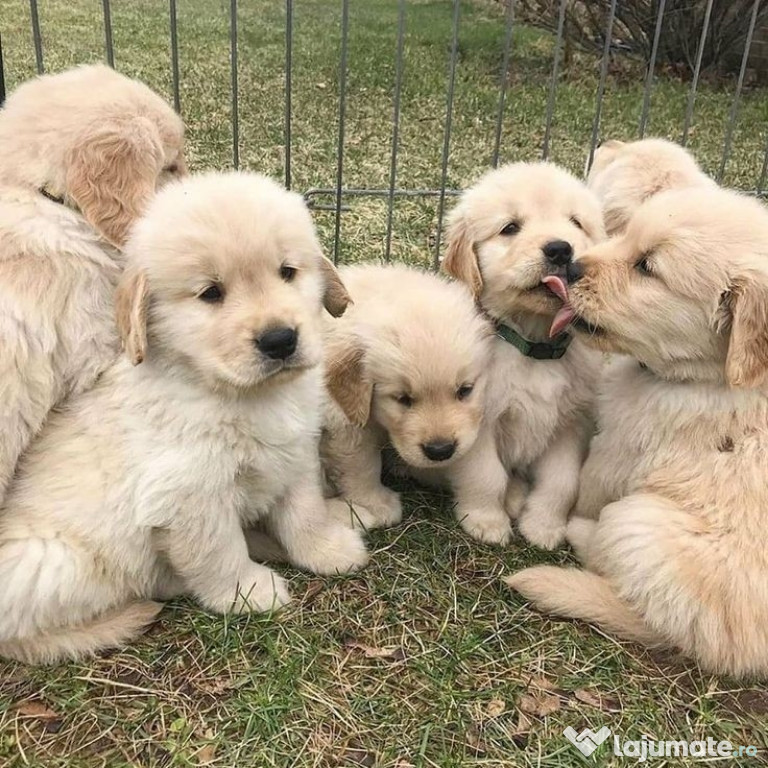 Golden retriever Cățeluși