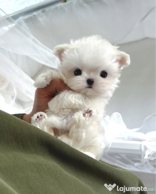 Pui deosebit Bichon maltez mini toy