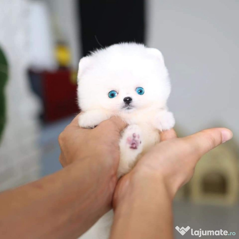 Pomeranian jucărie cu viata boo