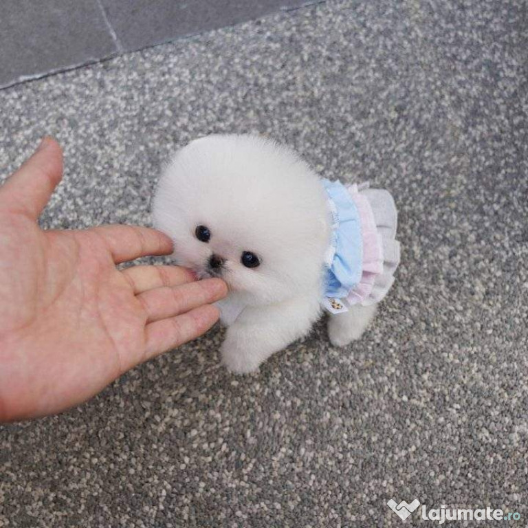 Pomeranian boo mini teacup