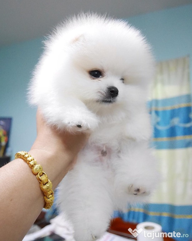 Mini spitz pomeranian