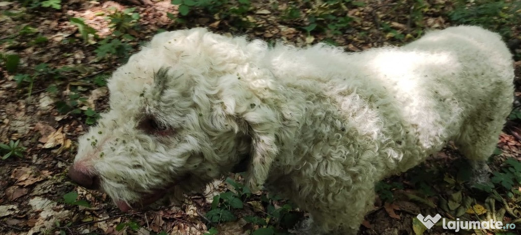 Lagotto Romagnolo Trufe