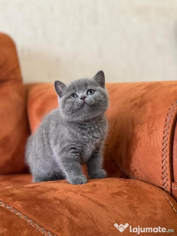 British shorthair pisoiași superbi