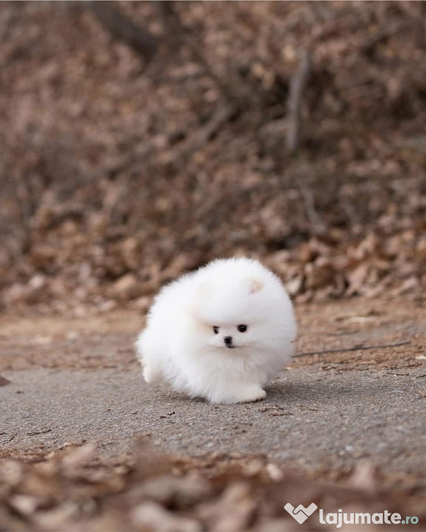 Pomeranian boo teacup