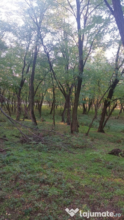 Vând 2 hectare pădure