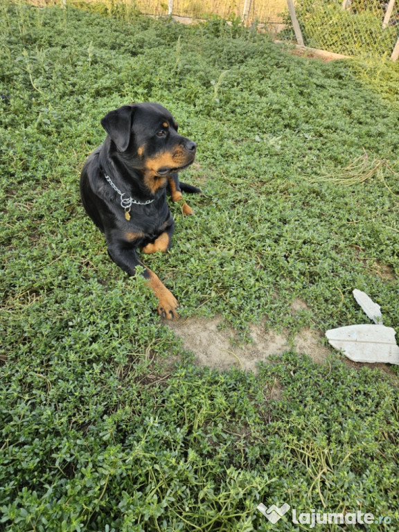 Femela rottweiler