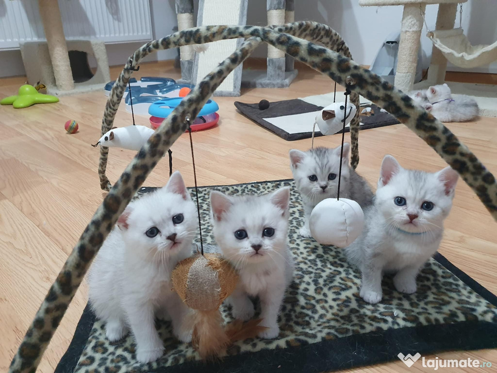 British shorthair chinchilla