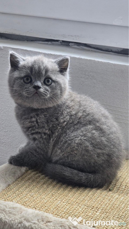 British shorthair blue superb