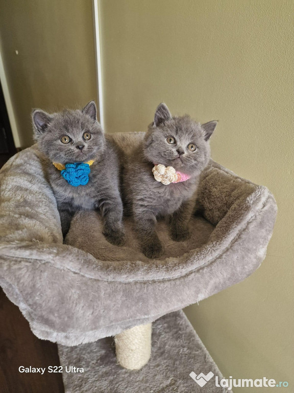 British shorthair blue superb