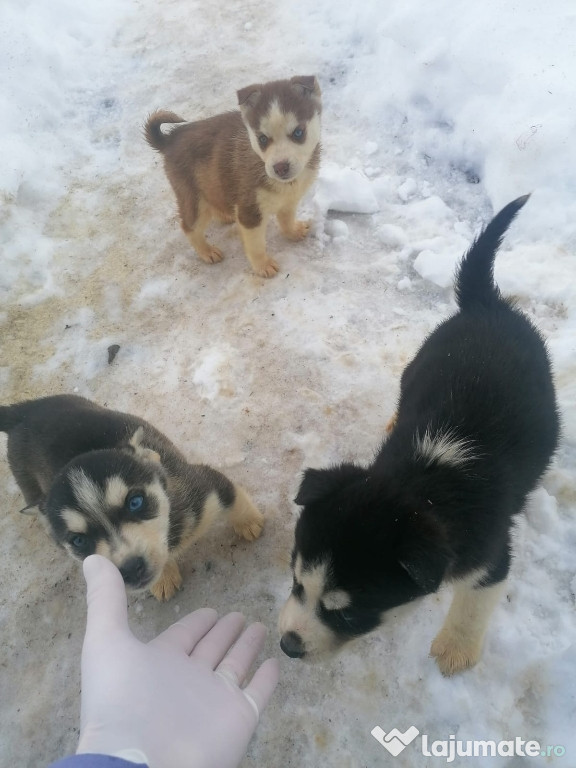 Vând cățeluși husky siberian