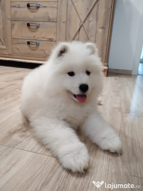 Vand pui catel Samoyed cu Pedigree mascul si femela