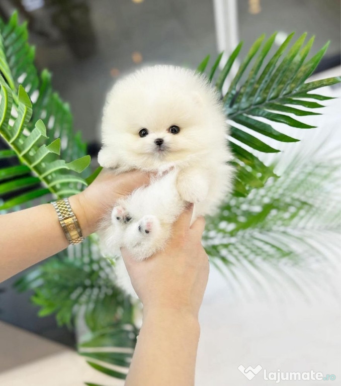 Pomeranian Boo Mini toy Calitate