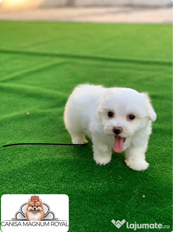 Bichon Maltez mini toy