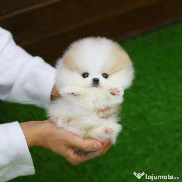 Pomeranian Ursulet puppy