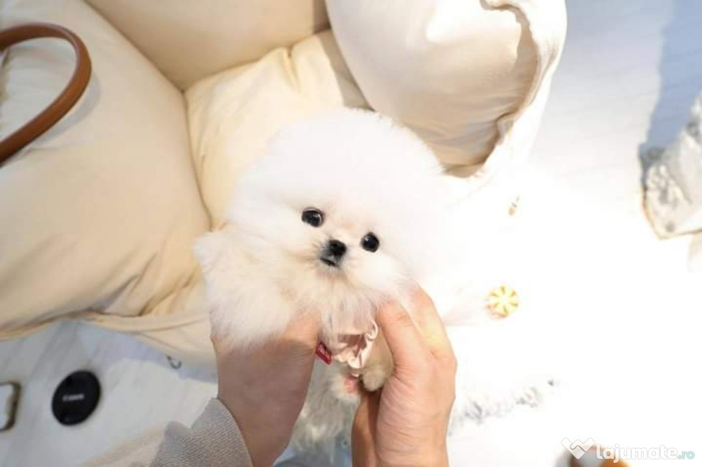 Pomeranian mini teacup boo