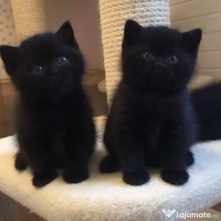 British shorthair băieței și fetițe