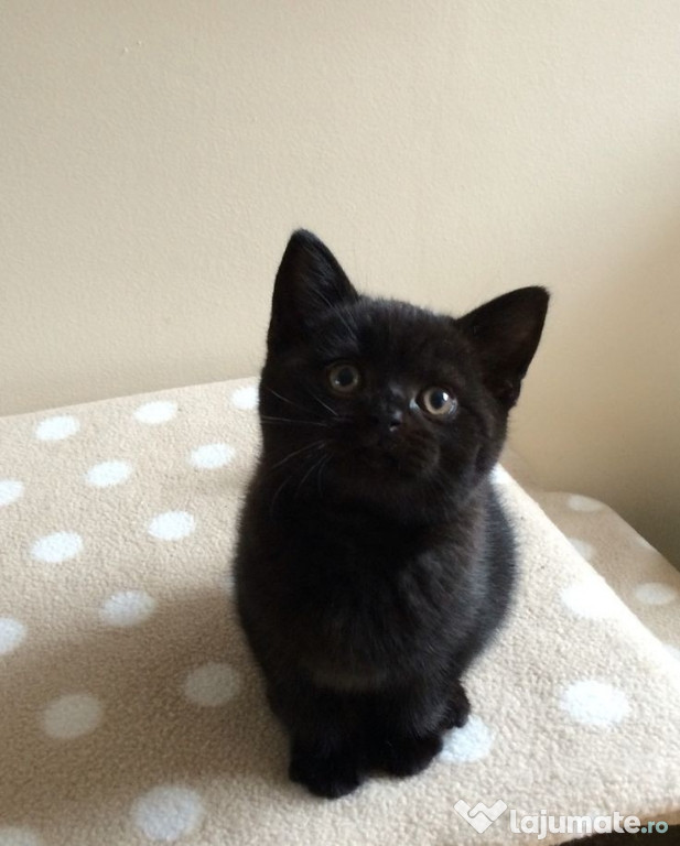 British shorthair pisoiași