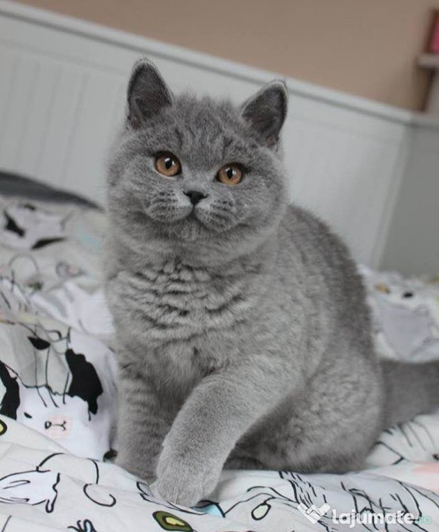 British Shorthair Blue