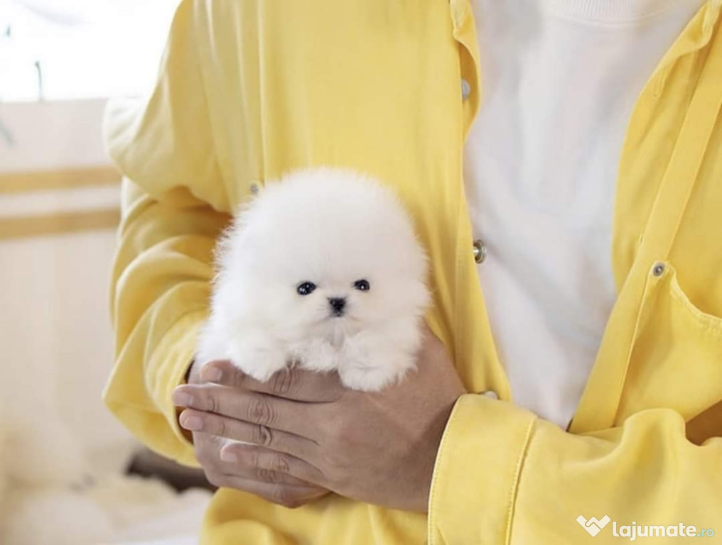 Pomeranian boo teacup