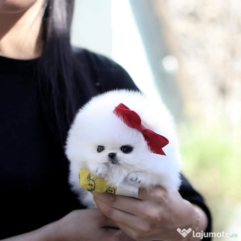 Pomeranian Mini Boo!Puppy!Talie Micro!Asigur transport oriunde!