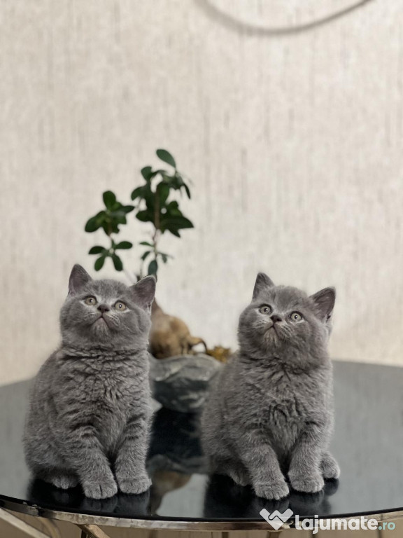 British shorthair puiuți 2 luni