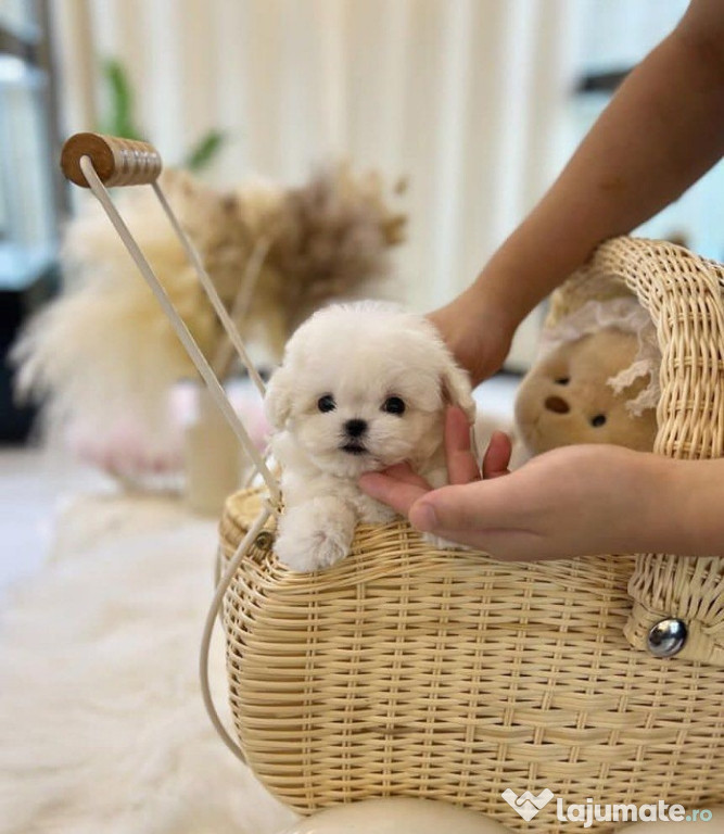 Bichon maltez mini toy