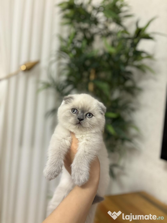 Scottish fold băieței și fetițe