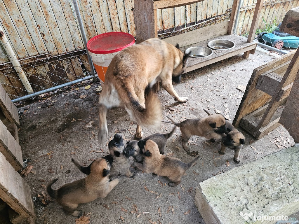 Pui Malinois, Ciobanesc belgian