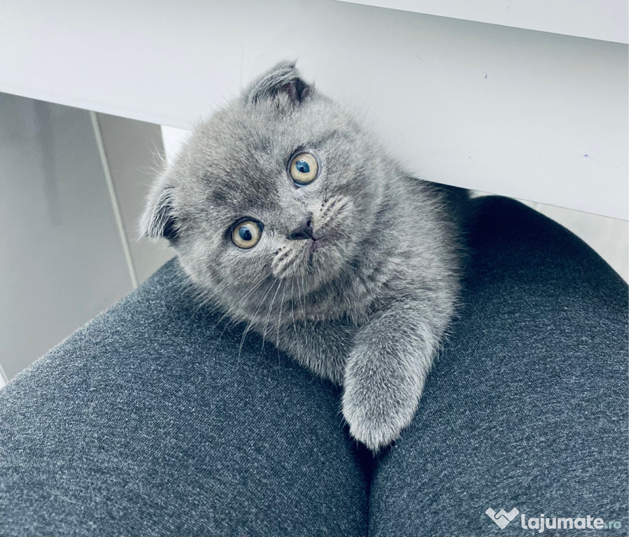 Pisoi Scottish Fold