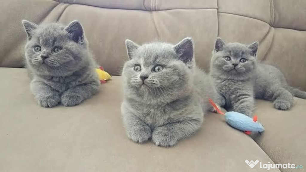 British shorthair băieței și fetițe