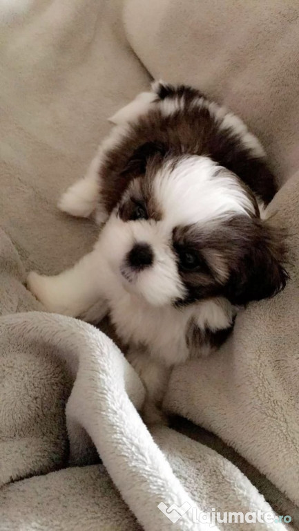 Pui shih-tzu talie mica