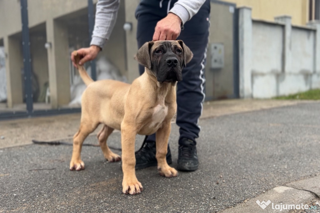 Disponibili Presa Canario