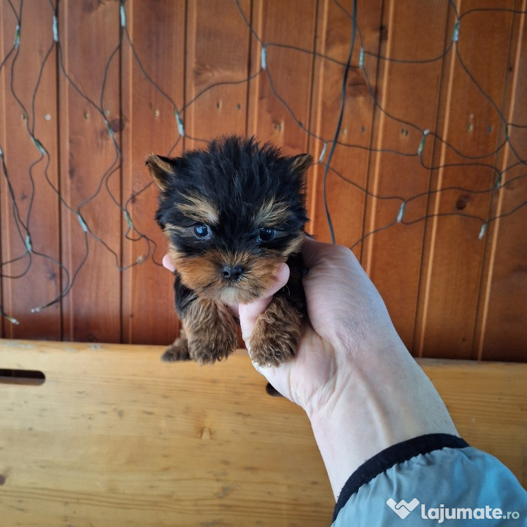 Yorkshire Terrier Toy de rasa pura cu vaccin și deparazitați și carnet