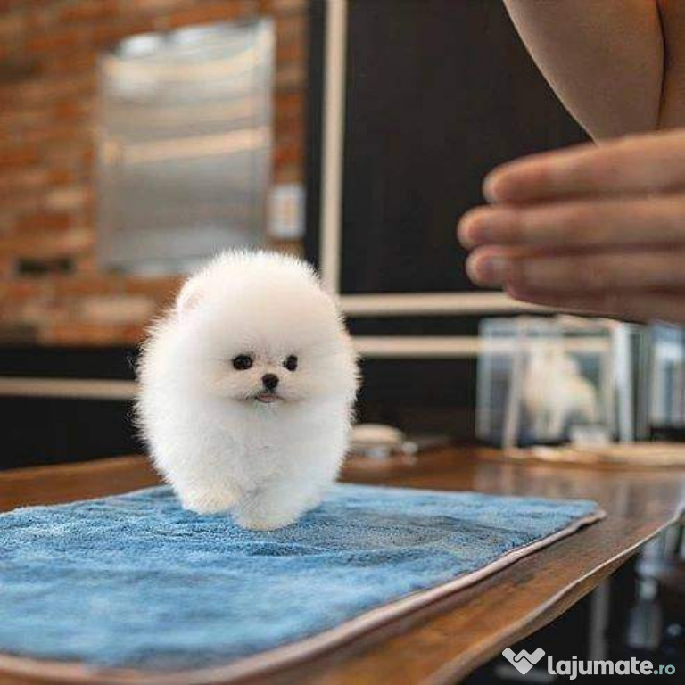 Pomeranian mini teacup