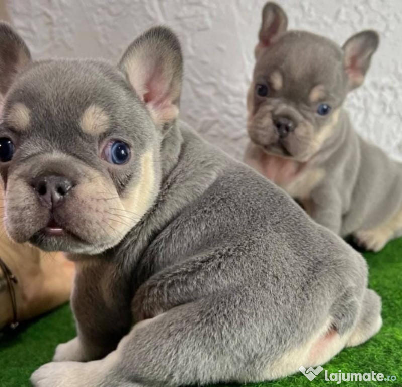 Pui de bulldog buldog francez diverse culori