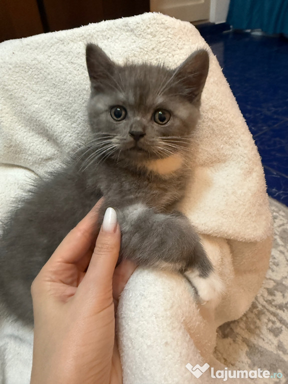 British shorthair