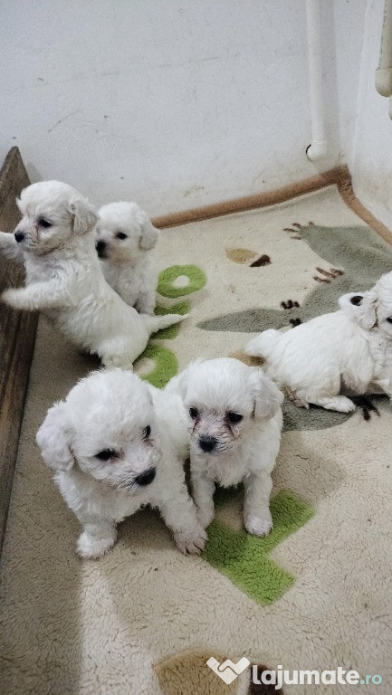 Bichon maltez de vanzare