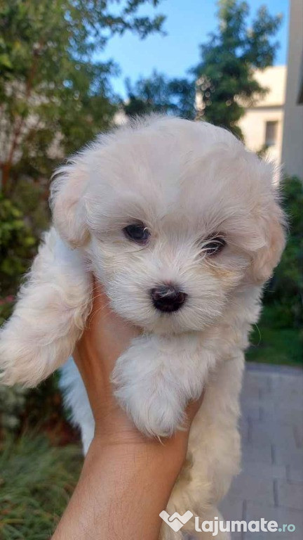 Bichon Maltez mini toy1-6 luni