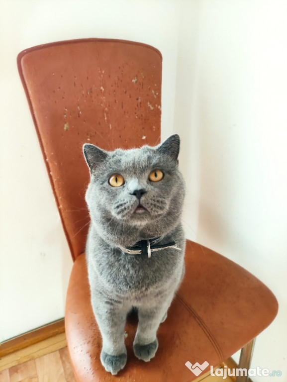 Motan British Shorthair Blue