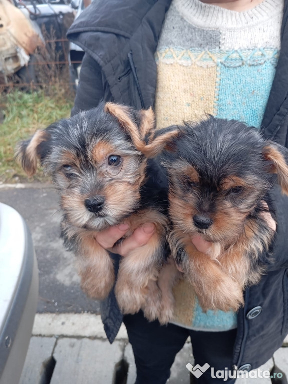 Vând pui Yorkshire terrier 2 masculi