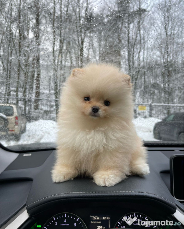 Pomeranian mini toy