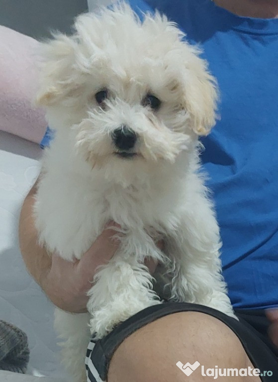 Bichon Maltez, 4 luni