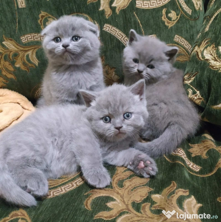 British shorthair/ Scottish fold