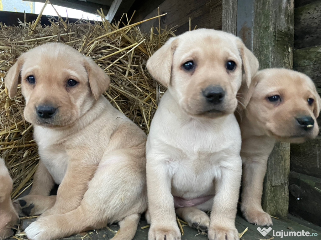 Labrador retriver auriu