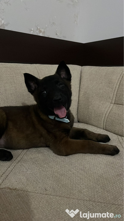 Ciobanesc Belgian Malinois