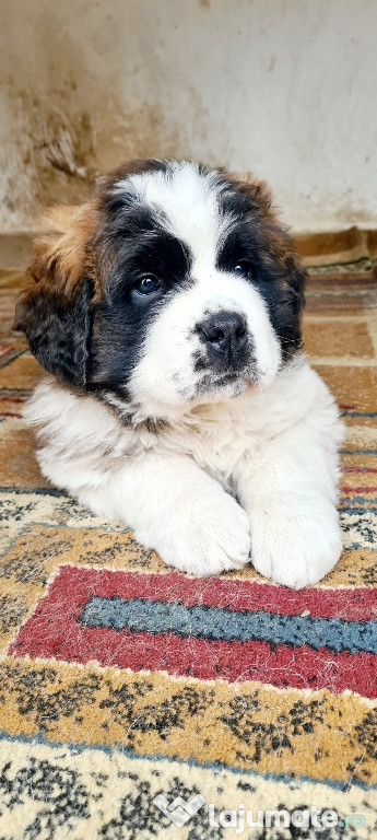 Saint bernard 10 saptamani